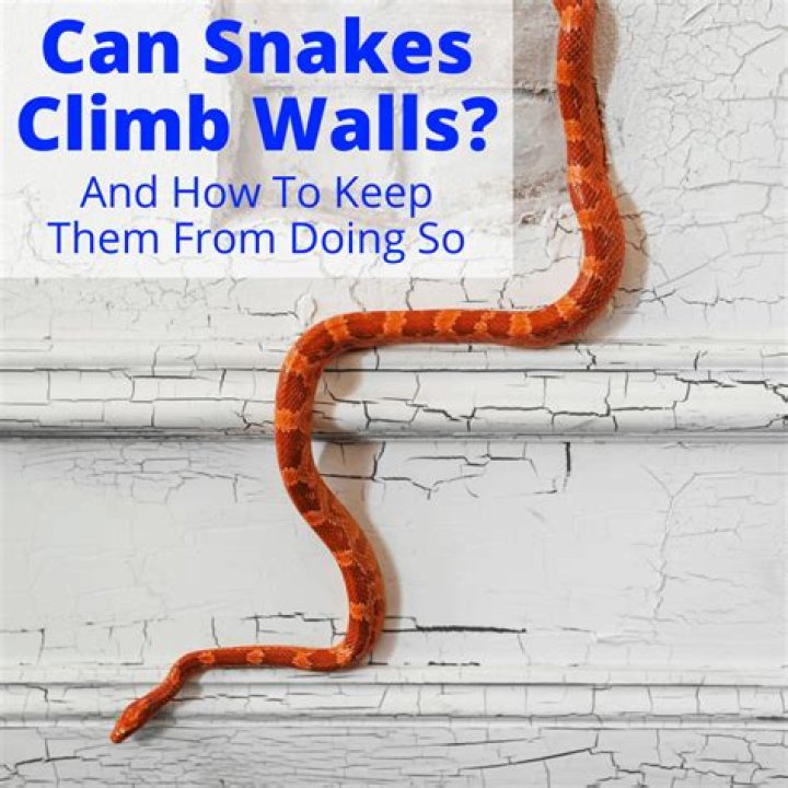 What Kind Of Snakes Can Climb Walls