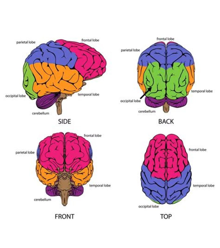 What part of the brain is necessary for consolidation