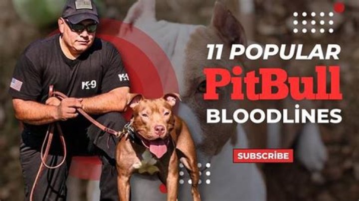 What Pitbull Bloodlines Are Used For Dog Fighting