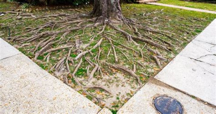 What to do about tree roots on your property?