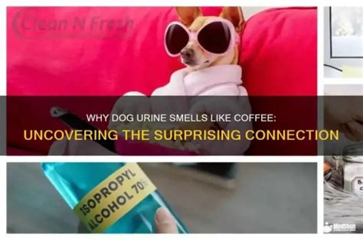 Why Does Dog Urine Smell Like Coffee