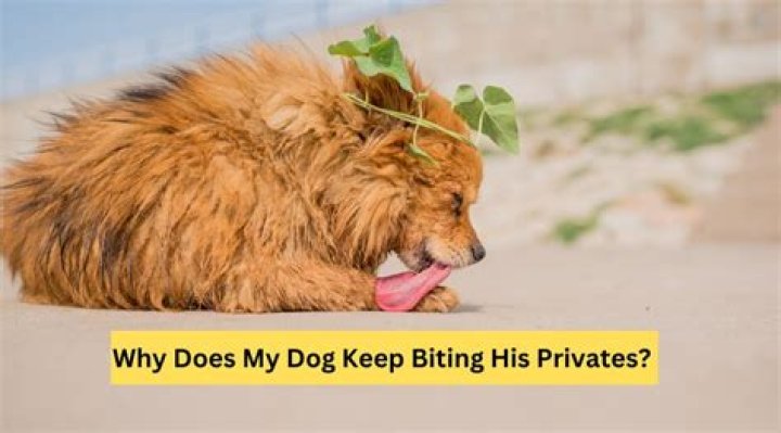 Why Does My Dog Keep Biting His Private