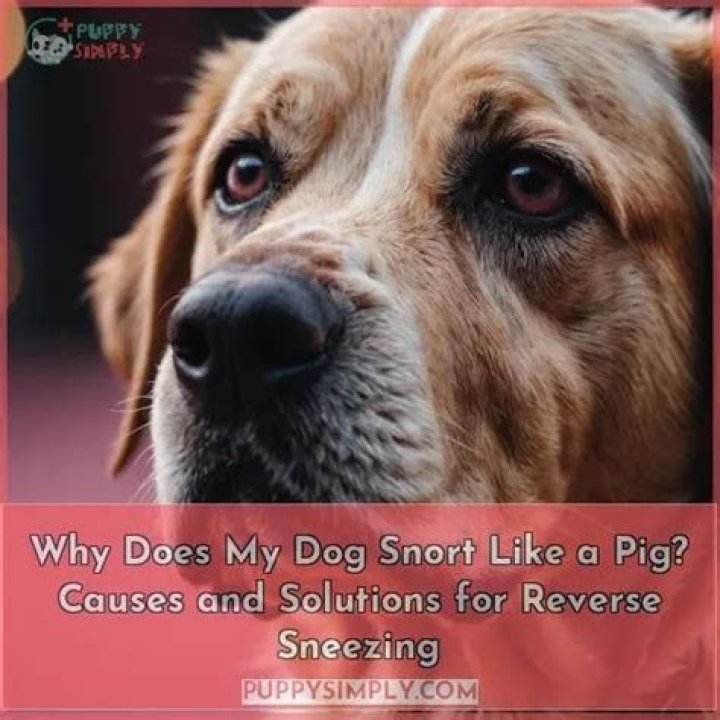 Why Does My Dog Snort Like A Pig