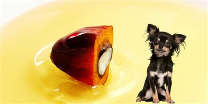 Why Is Palm Oil Bad For Dogs