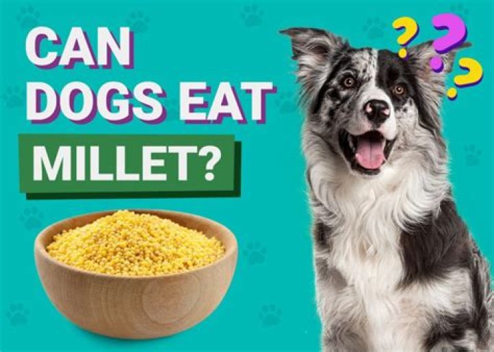 Why Millet Is Bad For Dogs