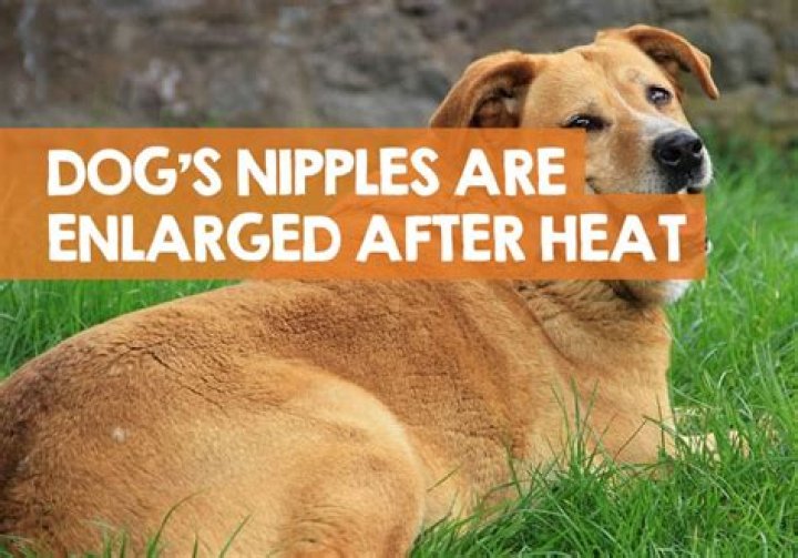 Will My Dogs Nipples Go Down After Heat