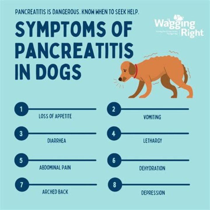 Will Pure Pumpkin Help My Dog With Pancreatitis